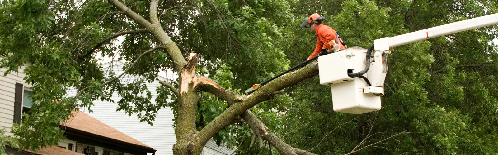 Tree Trimming Services 1 Tree Trimming Services | tree Pruning