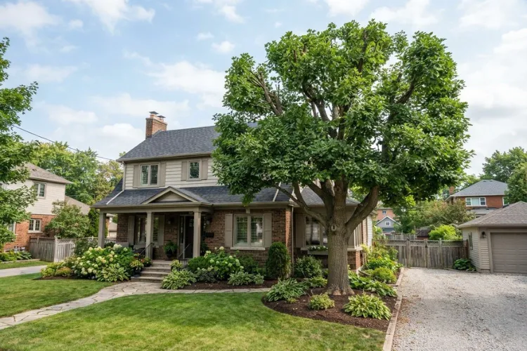 Tree with a professionally reduced canopy providing clearance near a residential roofline